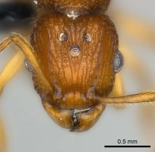 Tetramorium voasary specimen