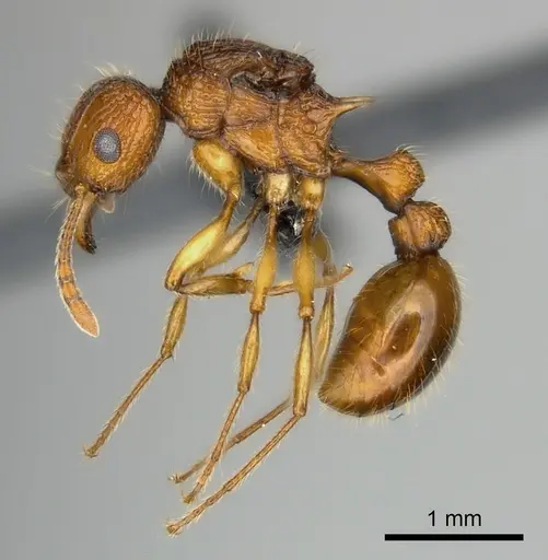 Tetramorium voasary specimen