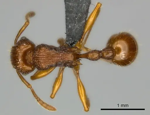 Tetramorium voasary - CASENT0123392
