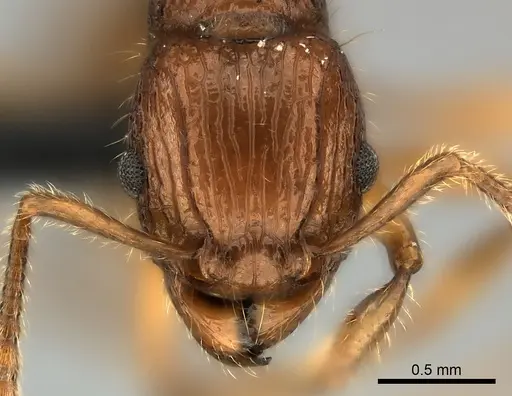 Tetramorium voasary - CASENT0123392