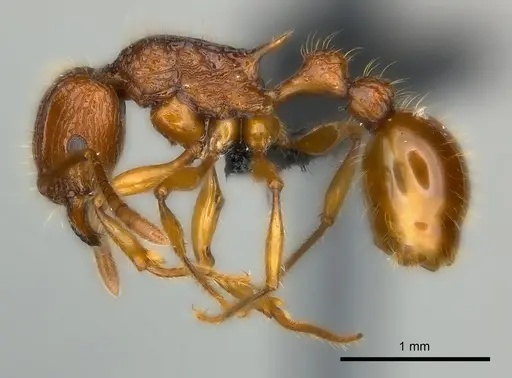 Tetramorium voasary - CASENT0123392