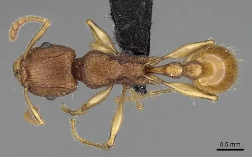Tetramorium voasary - CASENT0247162