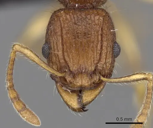Tetramorium voasary - CASENT0247162