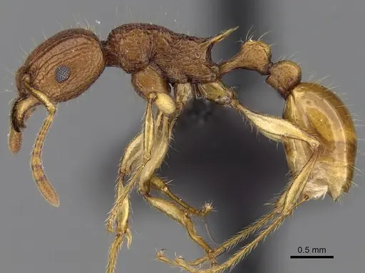 Tetramorium voasary - CASENT0247162