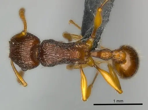 Tetramorium voasary - CASENT0488650