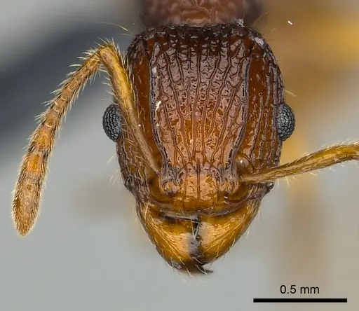 Tetramorium voasary - CASENT0488650