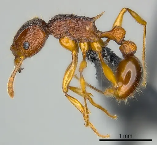 Tetramorium voasary - CASENT0488650