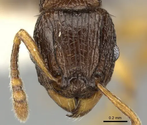 Tetramorium vohitra specimen