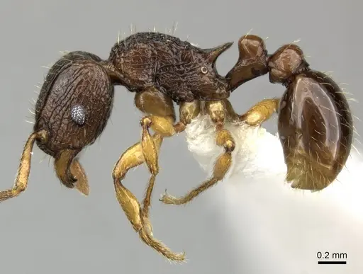 Tetramorium vohitra specimen