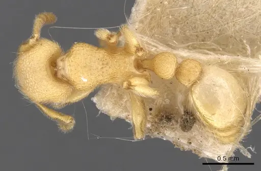 Tetramorium vombis specimen