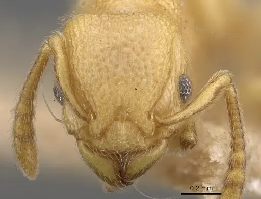 Tetramorium vombis specimen