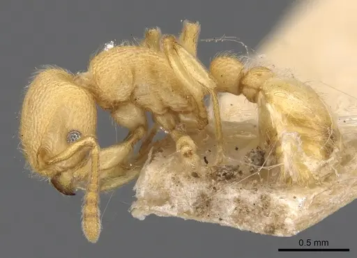 Tetramorium vombis specimen