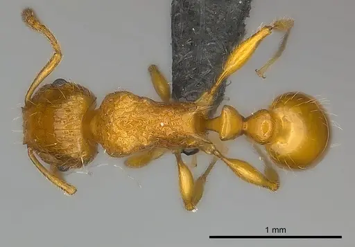Tetramorium vony specimen