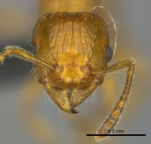 Tetramorium vony specimen