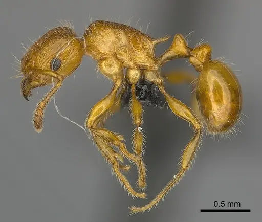 Tetramorium vony specimen
