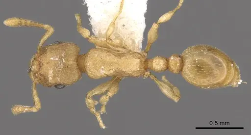 Tetramorium wadje specimen