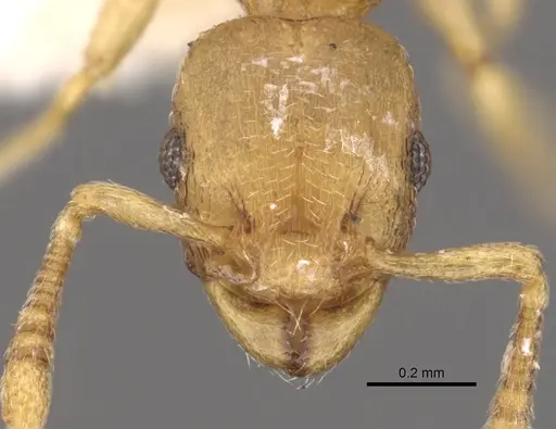 Tetramorium wadje specimen