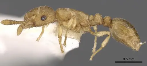 Tetramorium wadje specimen