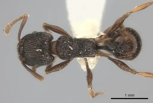 Tetramorium wagneri specimen