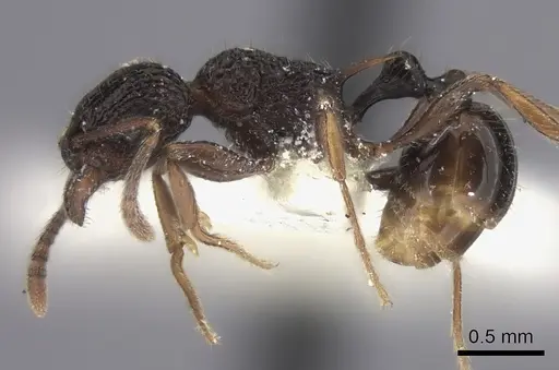 Tetramorium wagneri specimen