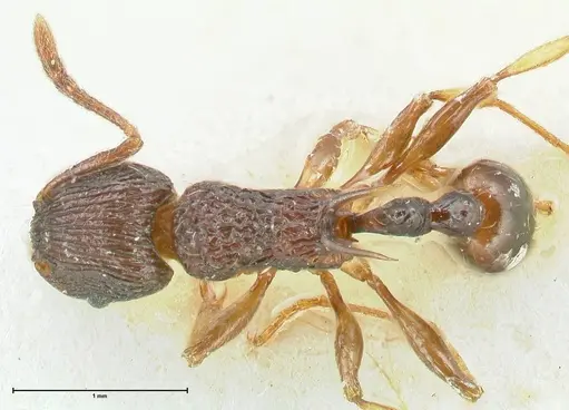 Tetramorium wagneri - FOCOL2078