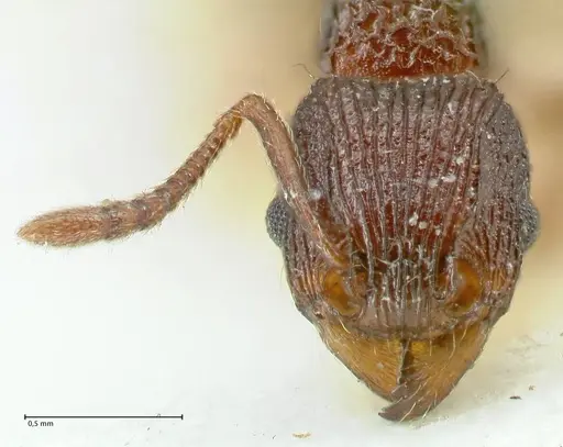 Tetramorium wagneri - FOCOL2078