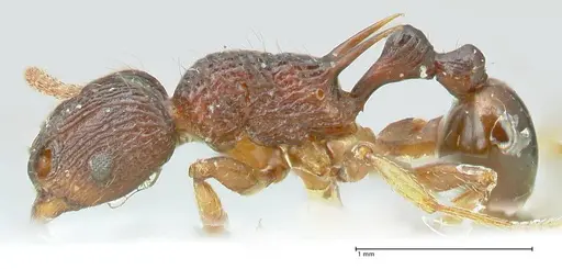Tetramorium wagneri - FOCOL2078