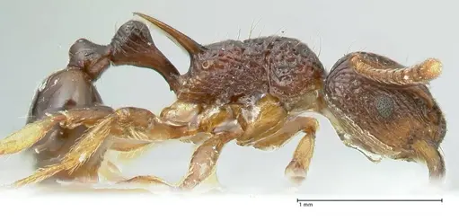 Tetramorium wagneri - FOCOL2078