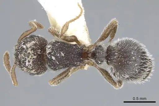 Tetramorium walshi specimen