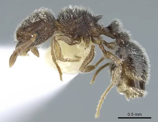 Tetramorium walshi specimen