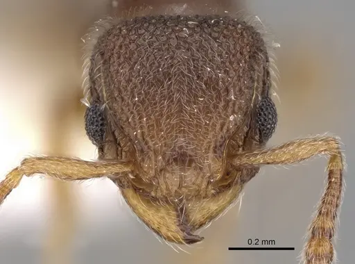 Tetramorium walshi - CASENT0280877