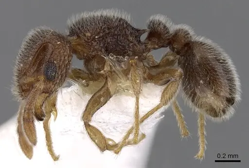 Tetramorium walshi - CASENT0280877