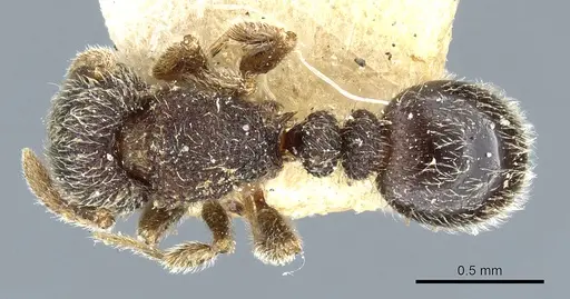 Tetramorium walshi - CASENT0904795