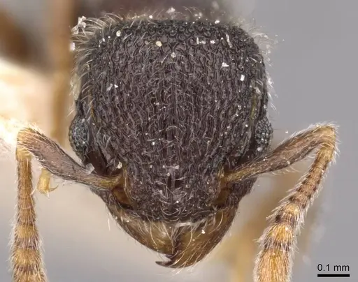 Tetramorium walshi - CASENT0909092