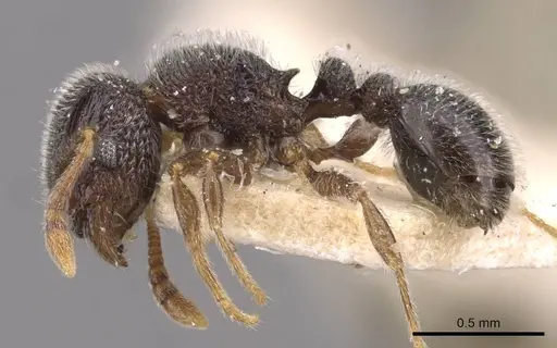 Tetramorium walshi - CASENT0909092