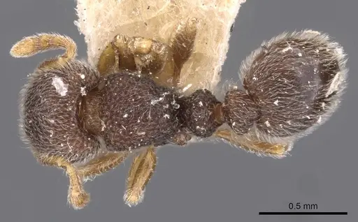 Tetramorium walshi - CASENT0909098