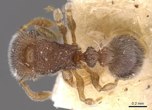 Tetramorium walshi - CASENT0909099