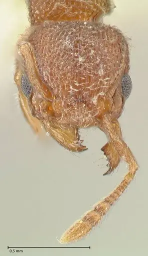 Tetramorium walshi - FOCOL2061