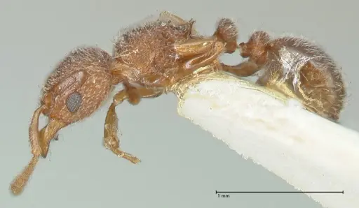 Tetramorium walshi - FOCOL2061