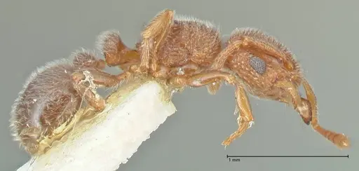 Tetramorium walshi - FOCOL2061