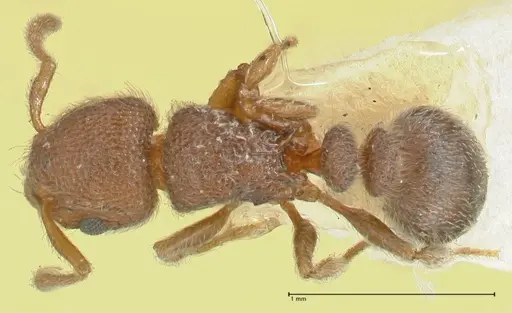 Tetramorium walshi - FOCOL2062