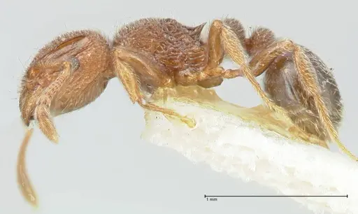 Tetramorium walshi - FOCOL2062