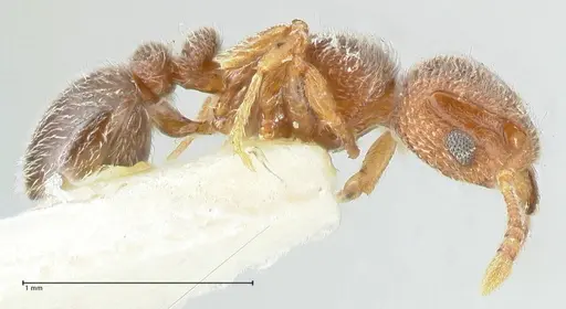 Tetramorium walshi - FOCOL2062