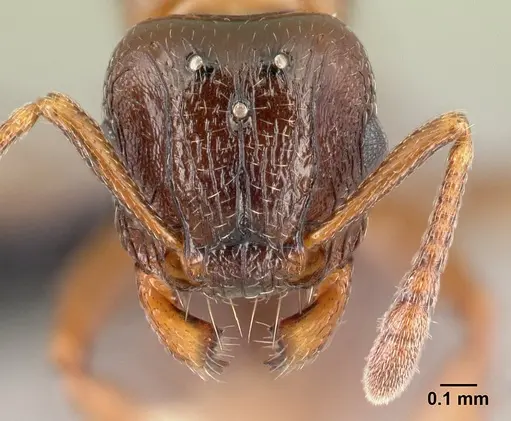 Tetramorium wardi specimen