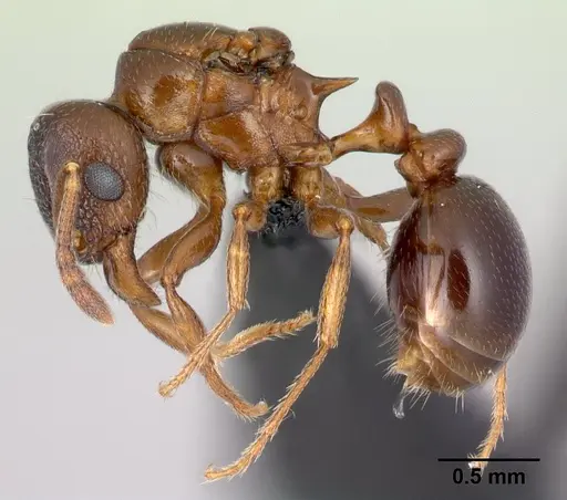 Tetramorium wardi specimen