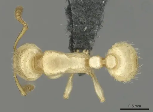Tetramorium warreni specimen