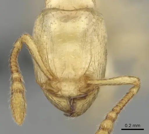 Tetramorium warreni specimen