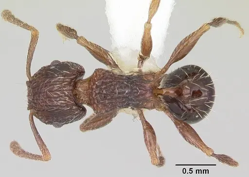 Tetramorium weitzeckeri specimen