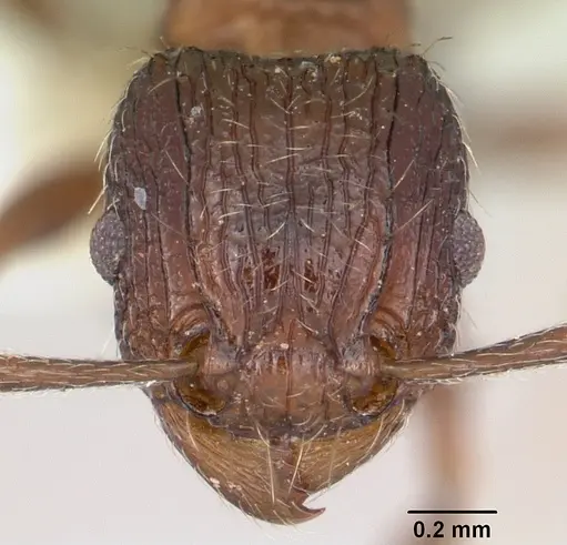 Tetramorium weitzeckeri specimen