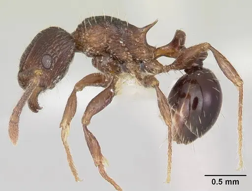 Tetramorium weitzeckeri specimen